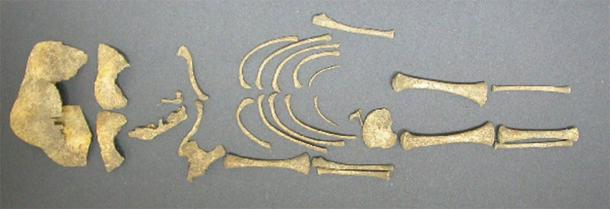 One of 87 infant skeletons probably killed at birth found at Yewden Villa in Hambleden, which is assumed to be the site of an ancient brothel. (English Heritage)