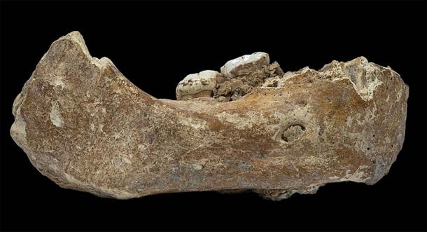 The Xiahe mandible is the first Denisovan fossil to have been discovered outside of the Denisova Cave in Siberia. Unearthed in the Baishiya Karst Cave by a Tibetan monk in 1980, scientists used protein analysis in 2019 to identify the ancient human from this ancient jawbone. (Dongju Zhang / CC BY-SA 4.0)