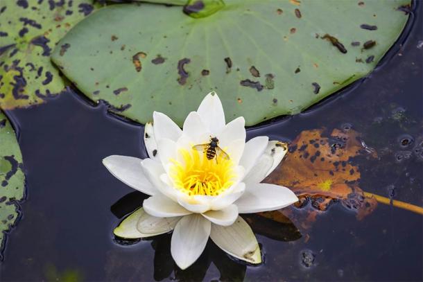 The researchers argue that beekeepers placed the hives on boats so the bees could harvest pollen from aquatic vegetation such as wild shoreline grapevines and water lilies. (Lars Johansson / Adobe Stock)