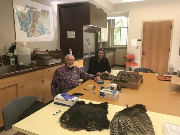 Bill Lipe and Shannon Tushingham collect feathers from a wild turkey pelt in Tushingham's lab at Washington State University. (WSU)