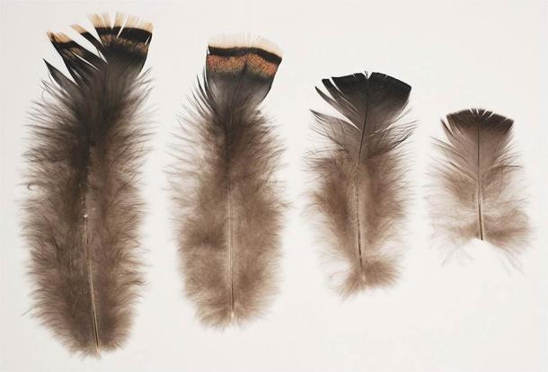 During analysis of the feather blanket, the researchers analyzed feathers of different sizes sourced from pelts of modern turkeys. (Trent Myles Raymer / Science Direct)