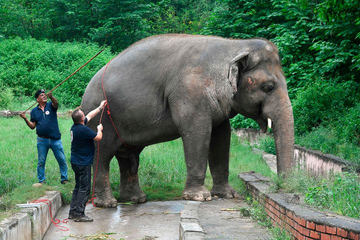 Veterinarians of Four Paws International measure Kaavan, the elephant slated to be moved to a sanctuary in Cambodia after it 