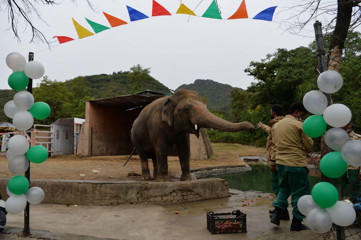 A caretaker feeds Kaavan during his farewell ceremony on Nov. 23, before he travels to a sanctuary in Cambodia later this mon