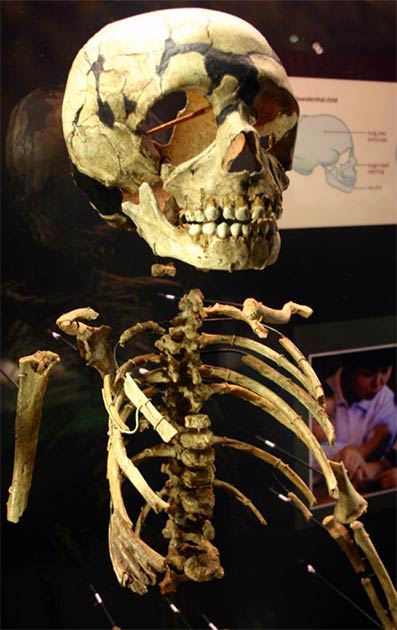 Partial skeleton of a Neanderthal child. (Ryan Somma/ CC BY SA 2.0 )