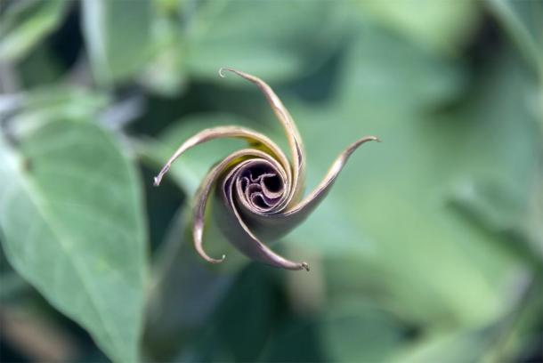 An unfurling Datura Wrightii, known as a sacred datura, a species which has been used as a hallucinogen throughout history. (HVPM dev / Adobe Stock)