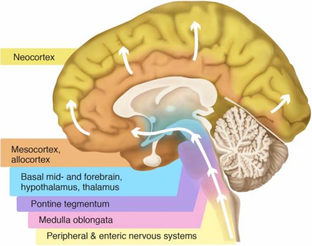 Parts of the brain. (Visanji, Naomi P., Patricia L. Brooks, Lili-Naz Hazrati, and Anthony E. Lang/CC BY 2.5)