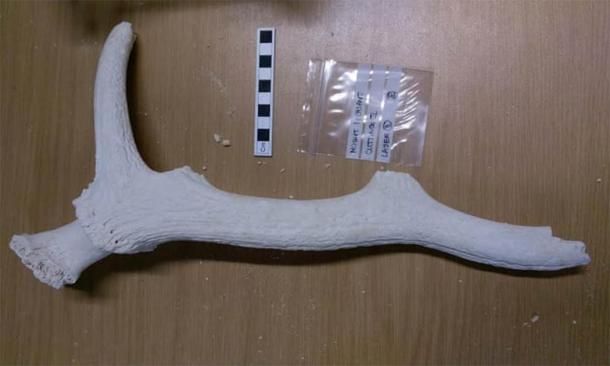 An antler pick, used for digging, found at the Mount Pleasant site. (Cardiff University)
