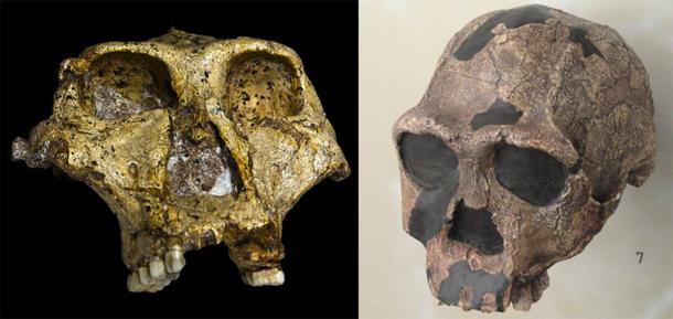 Comparison of a Paranthropus robustus skull (left) (José Braga; Didier Descouens/CC BY SA 4.0) with a Homo erectus skull (right). (CC0)