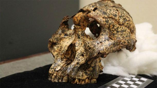 Paranthropus robustus had relatively large teeth and a small brain. (Washington University in St. Louis)