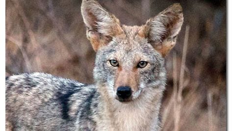 There are few rules regulating hunting and trapping coyotes in New Mexico.
