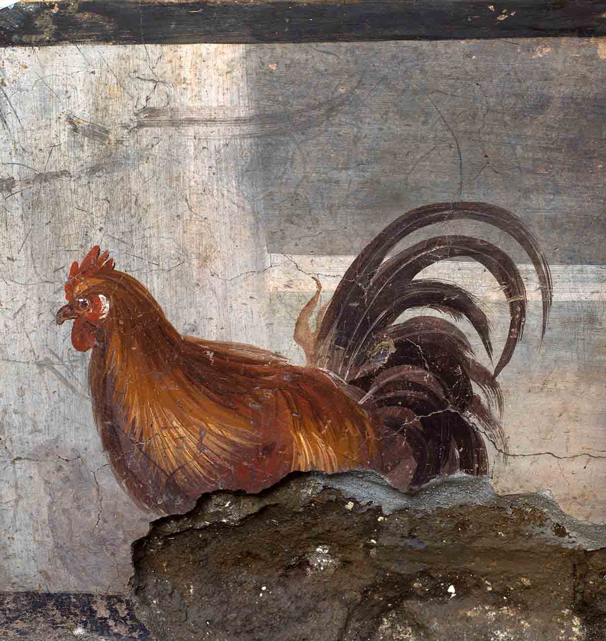 A highly realistic painting of a rooster decorates the soon to reopen Pompeii food stall, located in the Regio V site area. (Pompeii Archaeological Park)