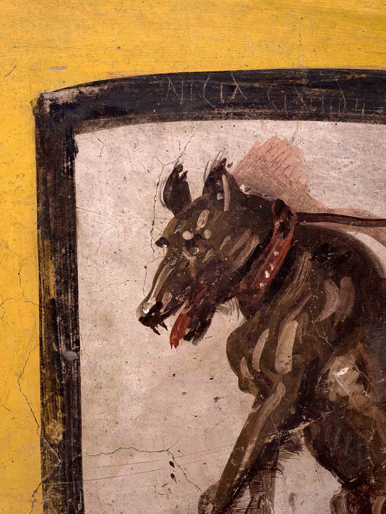 An image of a dog with homophobic graffiti written in white across the top border found at the soon to reopen Pompeii food stall. (Pompeii Archaeological Park)