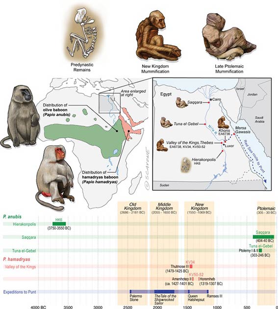 Egypt lies well beyond the distributions of P. anubis and P. hamadryas, and there is no evidence of natural populations in Egypt during antiquity. The remains of baboons in Egypt are therefore interpreted as evidence of foreign trade. (Dominy et al. 2020/ eLife)