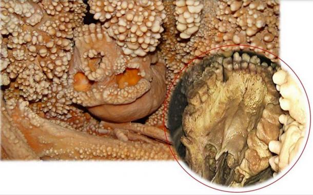 A closeup of Altamura Man’s mouth and teeth on the lower right. (Sapienza Universita de Roma)