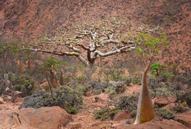 Frankincense tree, Yemen. (Rod Waddington/CC BY SA 2.0)