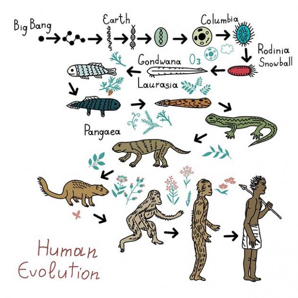 Evolution: from single cells to intelligent life, and then human evolution. An unlikely, essentially rare chain of events and likely not statistically possibly beyond planet earth. (elyomys / Adobe Stock)
