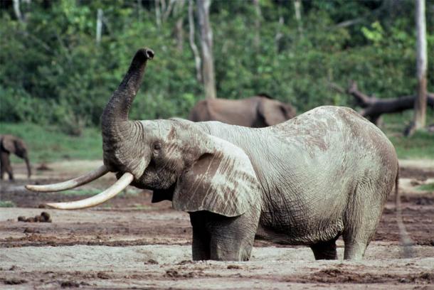 This photo shows an African forest elephant (Loxodonta cyclotis). (Nicholas Georgiadis)