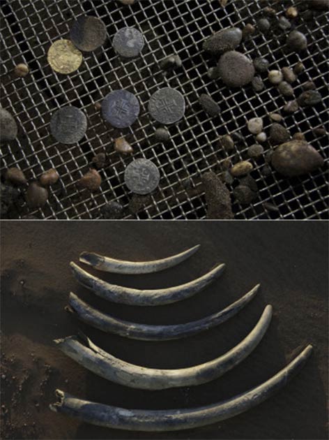 Treasures from the Bom Jesus shipwreck. Top: gold 10-cruzado coins (cross insignia), minted under the reign of King João III of Portugal in 1525 and withdrawn in the 1530s, helped to date and identify the ship. Bottom: the shipwreck cargo included more than 100 unworked elephant tusks. (Amy Toensing; National Geographic Image Collection license)