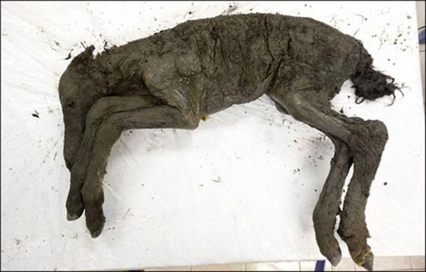 The foal that was found in Batagai crater Yakutia revealed last month. (Image: The Siberian Times)