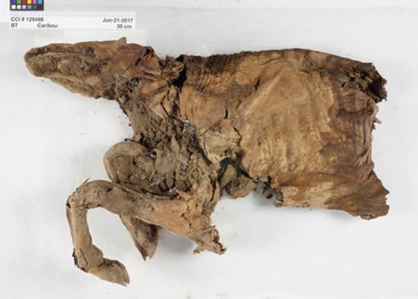 Mummified caribou found in Yukon. (© Government of Canada, Canadian Conservation Institute)
