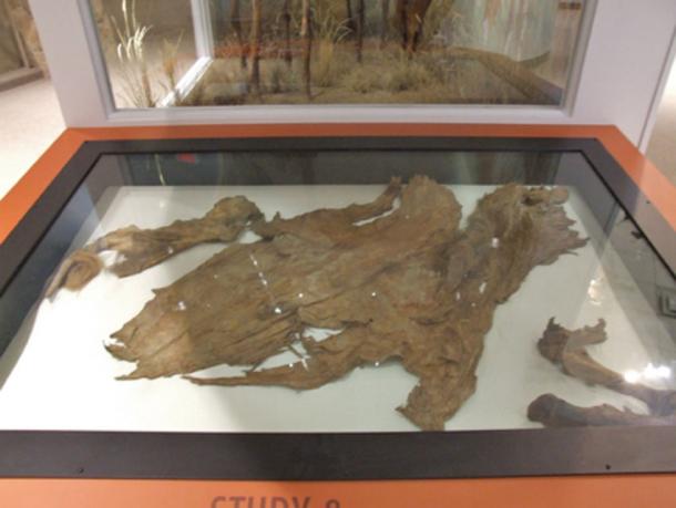 In 1993, Sam Olynyk, Lee Olynyk and Ron Toewes found at Last Chance Creek, near Dawson City the then most complete and best-preserved specimen of a mummified extinct animal in Canada, the Equus lambei or Yukon horse. (CC BY-NC 2.0)