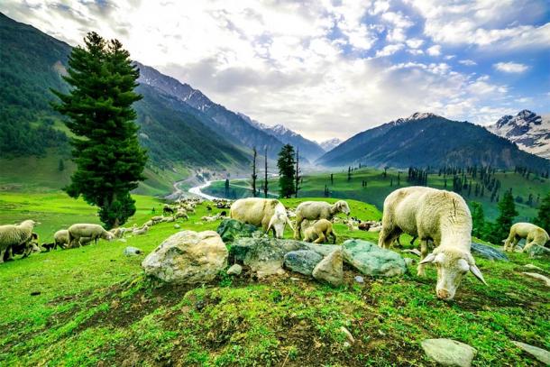 Every year in the Valley of Kashmir, spring would bring with it hope after the long months of winter. (khlongwangchao / Adobe Stock)