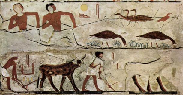 4th Dynasty of Egypt painting: Trapping (harvesting) birds; Plowing fields.