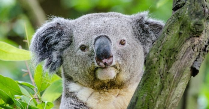 koala aboriginal words australia