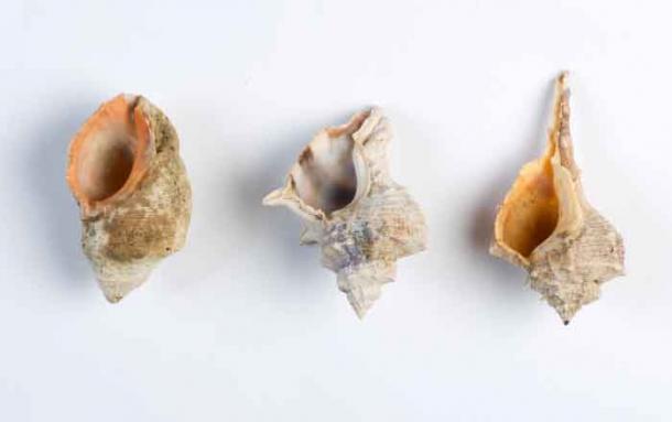 Shells of the three species of murex snails. Left to Right: S. haemastoma, H. trunculus and B. brandaris (Photo by Shahar Cohen / PLOS ONE).