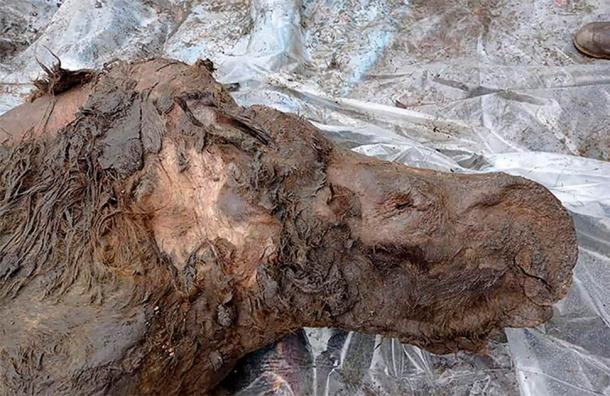 As the ice inside the permafrost increasingly melts across Siberia we will probably continue to see a spike in discoveries such as this woolly rhino. (The Siberian Times)