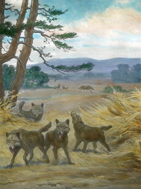 “Dire wolves are sometimes portrayed as mythical creatures […] but reality turns out to be even more interesting.” (Public Domain)