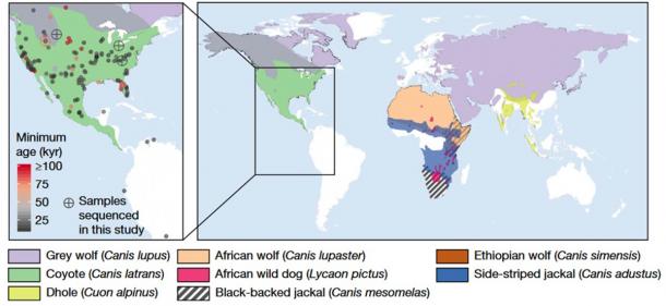 Left: Map representing the distribution of sites in the Americas where dire wolf remains have been identified. Colored circles represent the locations and approximate ages of the remains, with crossed circles representing the five samples that yielded sufficient DNA to reconstruct both mitochondrial genomes and low-coverage nuclear genome sequences. Right: Map of the geographical range of the canid species investigated in this study. (Perri, A.R. et al./Nature)