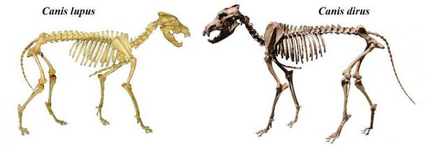 Skeletons of gray (Canis lupus) and dire wolf (Canis dirus). (Mariomassone & Momotarou2012/CC BY-SA 3.0)