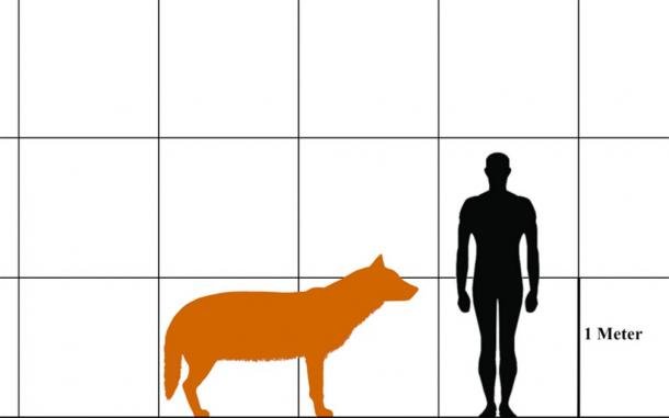 Size comparison of a dire wolf and a human. (Aledgn/CC BY-SA 4.0)