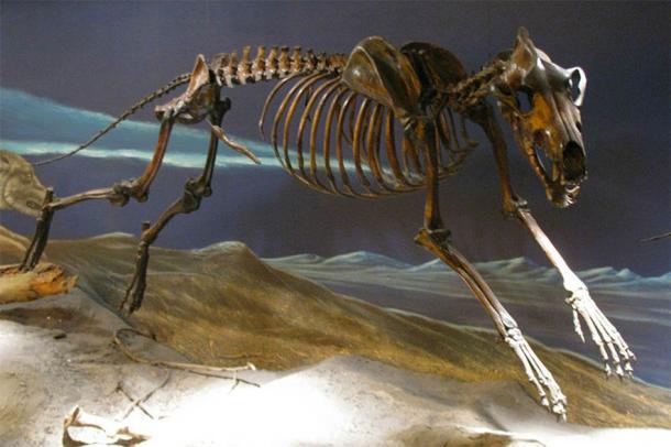 Dire wolf skeleton from the La Brea Tar Pits mounted in running pose. (Eden, Janine and Jim/CC BY 2.0) Dire wolves were among the most common carnivores in the Americas in the Late Pleistocene period.