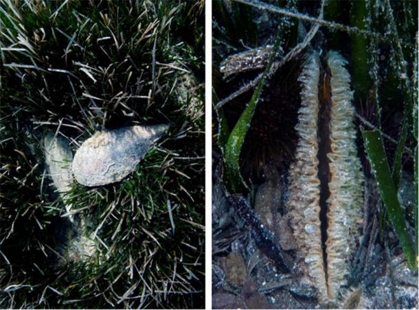 Pinna nobilis shell and byssus or sea silk. (Images Courtesy of Stefano d'Urso)