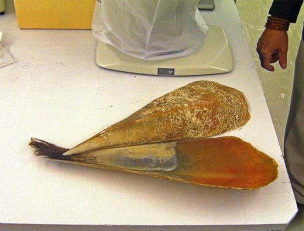 Pinna nobilis shell and byssus or sea silk. (CC BY-SA 3.0 )