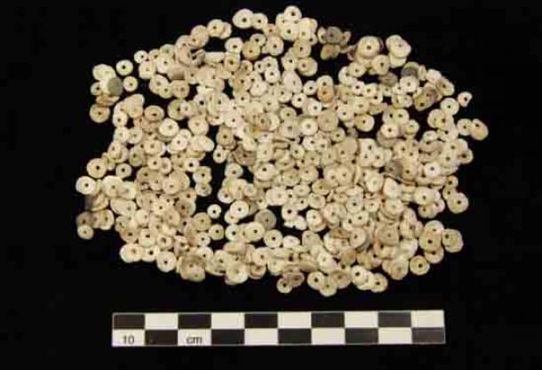 Chumash cupped beads from purple dwarf olive sea snails (Olivella biplicata). (Credit: Lynn Gamble / SBMNH collection)