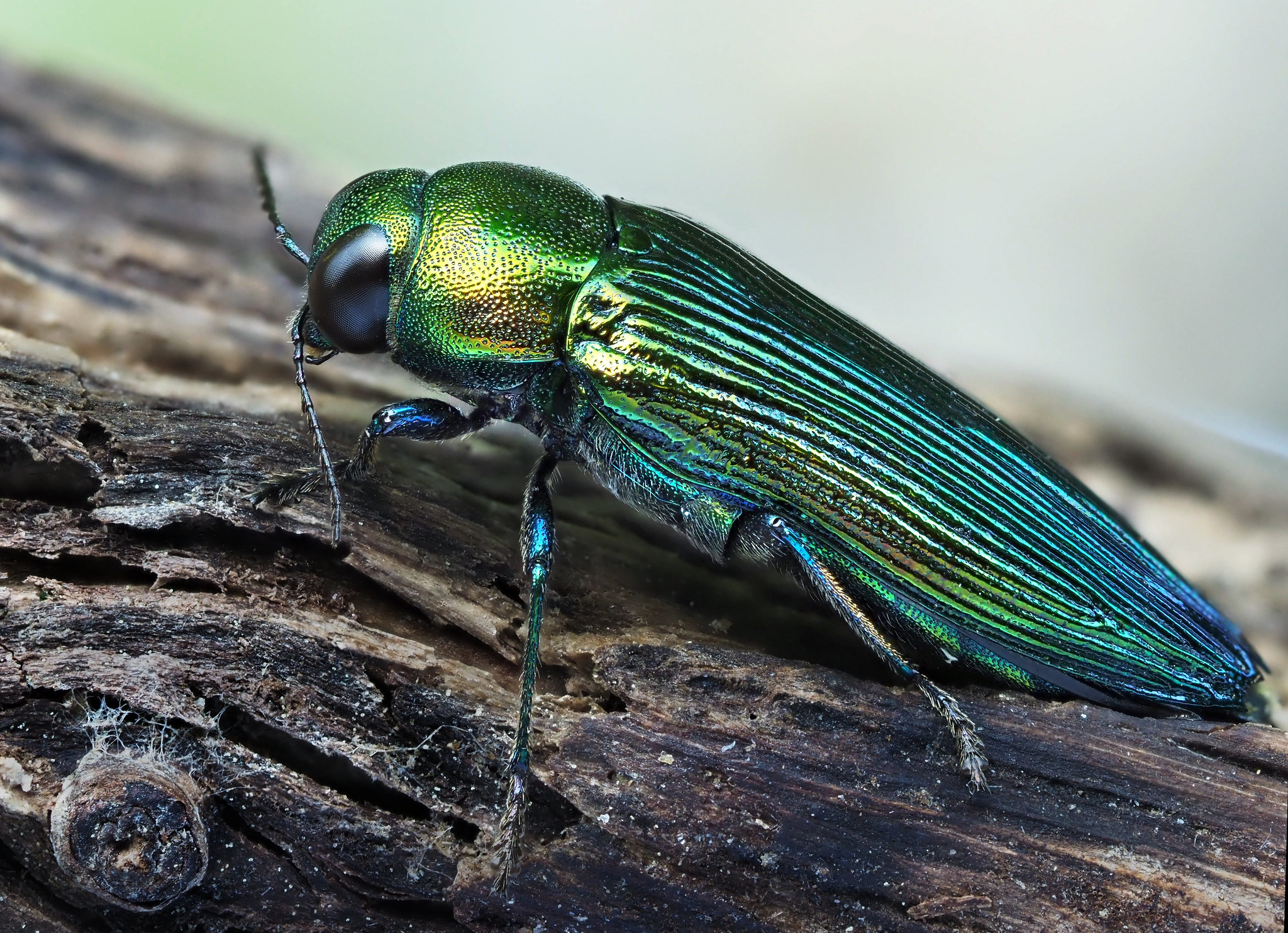 The oak jewel beetle (Eurythyrea quercus) is one of the most endangered beetle species in Europe. It requires old, dry oaks to develop, which are seldom left in the landscape. Photo by Frank Vassen via Flickr (CC BY 2.0)