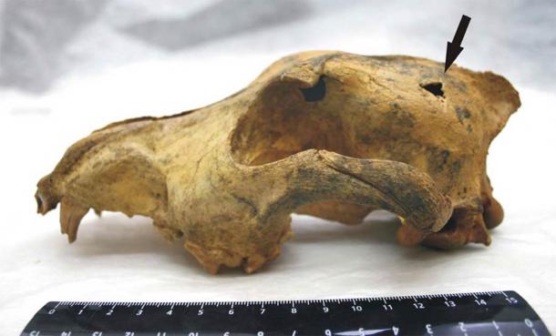 The Razboinichya Cave canid skull found in the Altai Mountains at the southern edge of Siberia. Age: 33,500 years. (Nikolai D. Ovodov1, Susan J. Crockford2, Yaroslav V. Kuzmin3*, Thomas F. G. Higham4, Gregory W. L. Hodgins5, Johannes van der Plicht6,7 / CC BY 2.5)