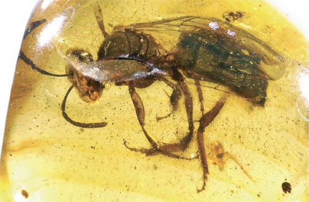 Two New Halictine Bees entombed in Miocene Amber from the Dominican Republic (Hymenoptera, Halticidae). ZooKeys 29: 1–12. (CC BY-SA 3.0).