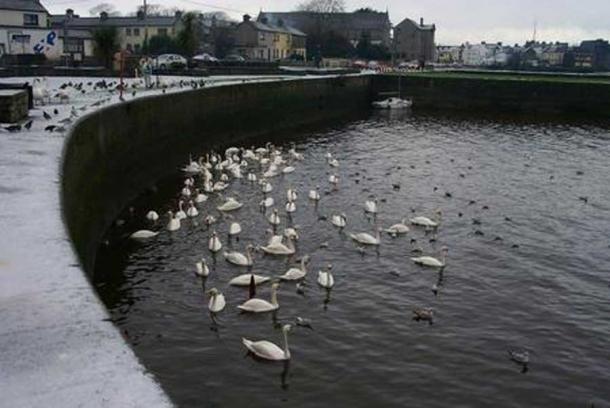 Swans in the Claddagh. (CC BY SA 3.0) Legends say Richard Joyce, of Claddagh, created the first Claddagh wedding ring for his beloved.