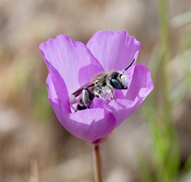 A Hesperapis regularis bee visits a flower of Clarkia cylindrica at Pinnacles National Park. (Photo by Tania Jogesh)