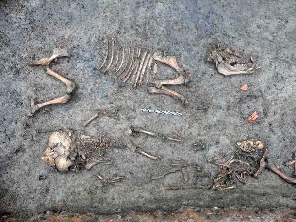 Once the vases were removed during the excavation, the archaeologists had a better view of the infant skeleton surrounded by a pet dog and a pig. (Ivy Thomson / INRAP)