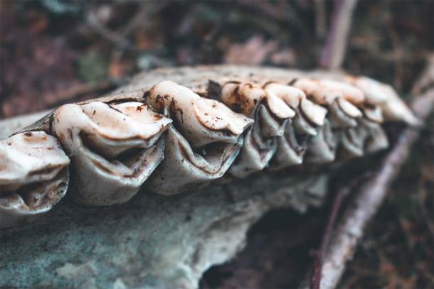 Elk teeth, thousands of them, were used by the YOO people to make their unique elk teeth pendants. (Alexandra / Adobe Stock)3