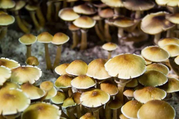 The researchers have found that ancient teeth hold answers about drug use by ancient trippers, such as consumption of magic mushrooms. (Jeremy / Adobe Stock)