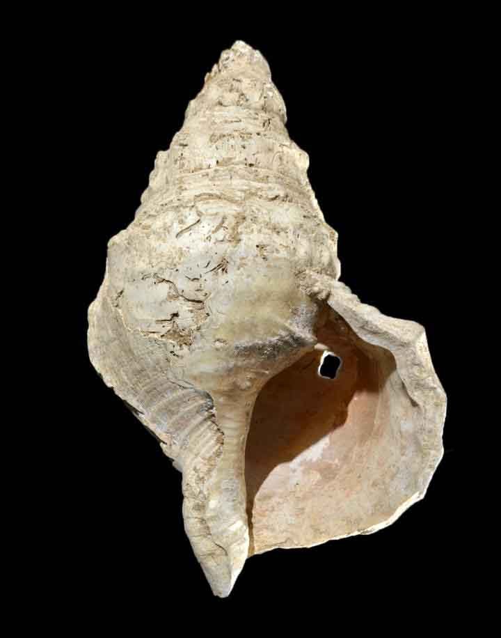 The prehistoric musical instrument that looks like a normal conch shell but isn’t.