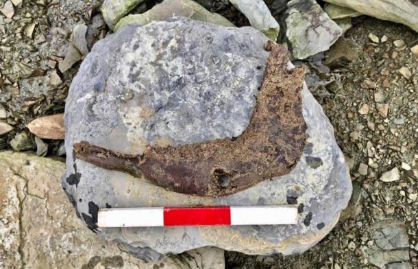 The cow jawbone recovered from the eroding shoreline section where the incised stone was found in the Bay of Skaill