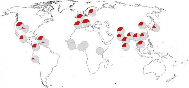 Geographic distribution of the Neanderthal Covid gene which can reduce the risk of developing severe Covid-19. (OpenStreetMap / 1000 Genomes Project)