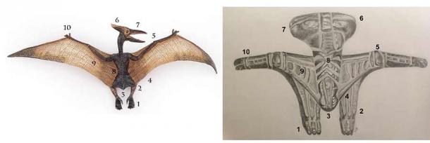 Comparison of stylized pterodactyl from a Tami bowl to an anatomical model. Artistic rendition of Siassi Bowl motif from Oceanic Arts Australia. (Oceanic Arts Australia)